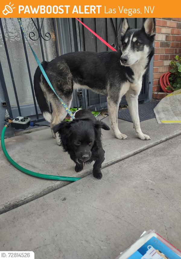 Found/Stray Female Dog last seen Maryland Parkway and Tropicana, Las Vegas, NV 89119