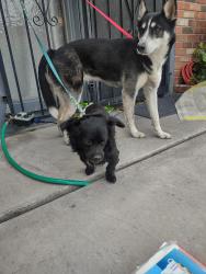 Found/Stray Female Dog last seen Maryland Parkway and Tropicana, Las Vegas, NV 89119