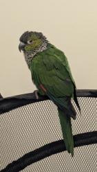 Found/Stray Unknown Bird last seen E Hillcrest Dr and Erbes Rd, Thousand Oaks, CA 91362