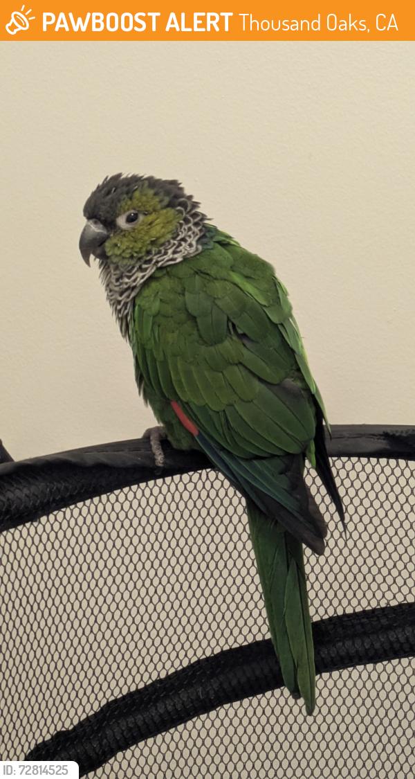 Found/Stray Unknown Bird last seen E Hillcrest Dr and Erbes Rd, Thousand Oaks, CA 91362