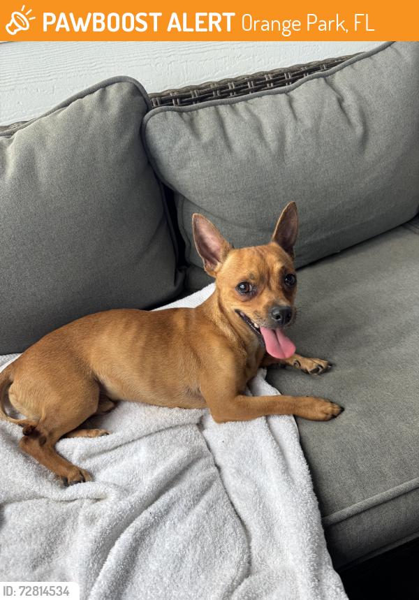 Found/Stray Unknown Dog last seen woodbriar, Orange Park, FL 32073