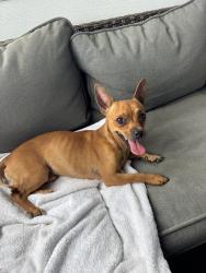 Found/Stray Unknown Dog last seen woodbriar, Orange Park, FL 32073