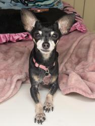 Lost Female Dog last seen wade, Baytown, TX 77521