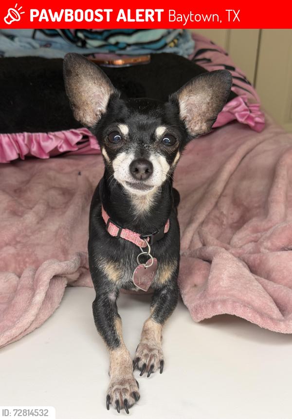 Lost Female Dog last seen wade, Baytown, TX 77521
