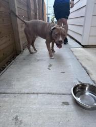 Found/Stray Male Dog last seen Del Río st/ Yellowstone , Houston, TX 77021