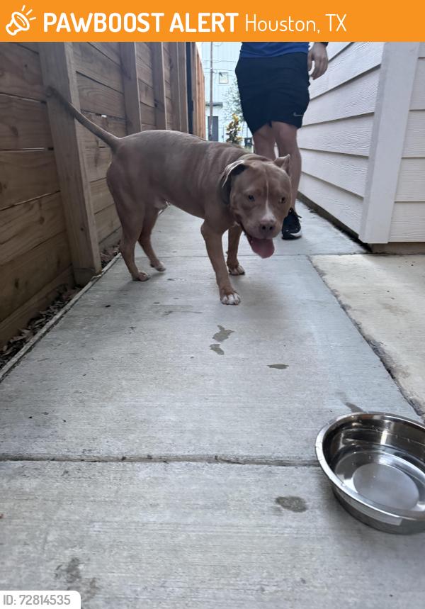 Found/Stray Male Dog last seen Del Río st/ Yellowstone , Houston, TX 77021