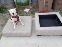 Lost Male Dog last seen 40th & Charlotte Pike, Nashville, TN 37209