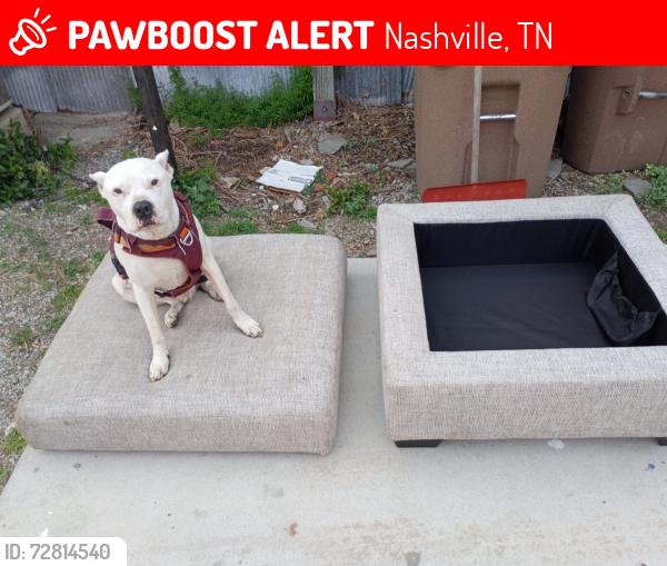Lost Male Dog last seen 40th & Charlotte Pike, Nashville, TN 37209