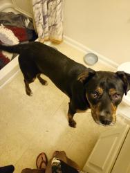 Found/Stray Male Dog last seen Winston-Salem Fairgrounds , Winston-Salem, NC 27105