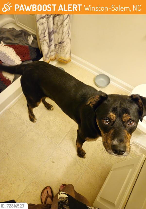 Found/Stray Male Dog last seen Winston-Salem Fairgrounds , Winston-Salem, NC 27105