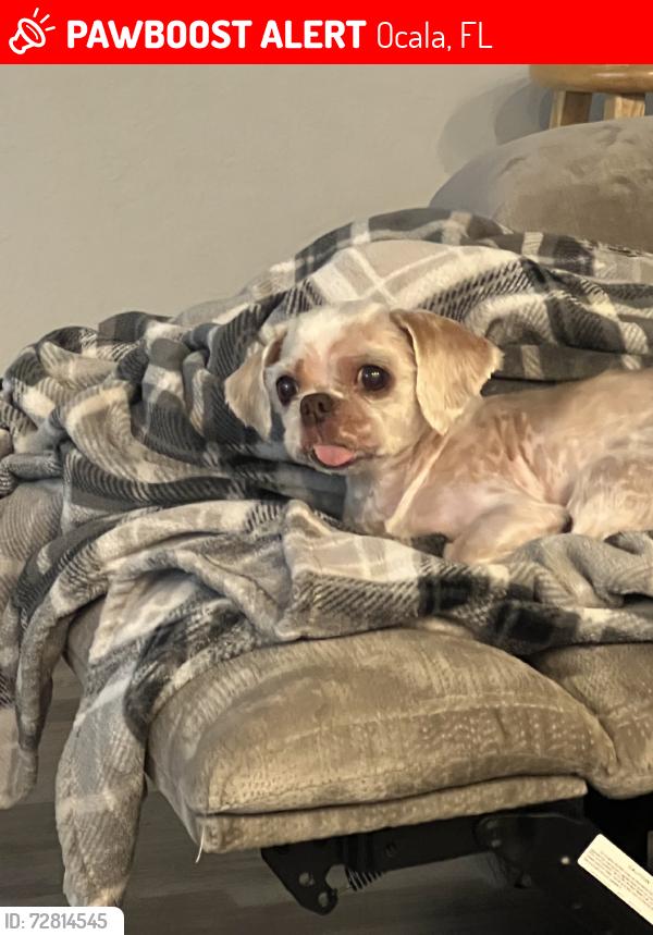 Lost Male Dog last seen NW 127 CT, Ocala, FL 34482