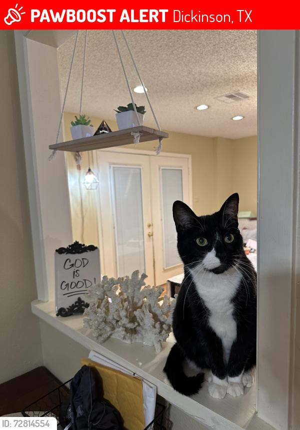 Lost Male Cat last seen Courtyard Park apmts , Dickinson, TX 77539