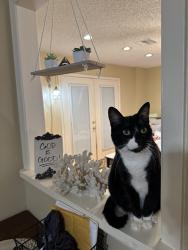 Lost Male Cat last seen Courtyard Park apmts , Dickinson, TX 77539