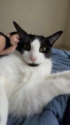 Lost Female Cat last seen kapok st, Buda, TX 78610