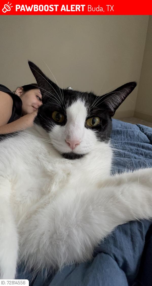 Lost Female Cat last seen kapok st, Buda, TX 78610