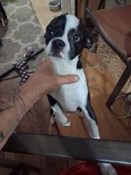 Found/Stray Male Dog last seen Abrams and 360, Arlington, TX 76010