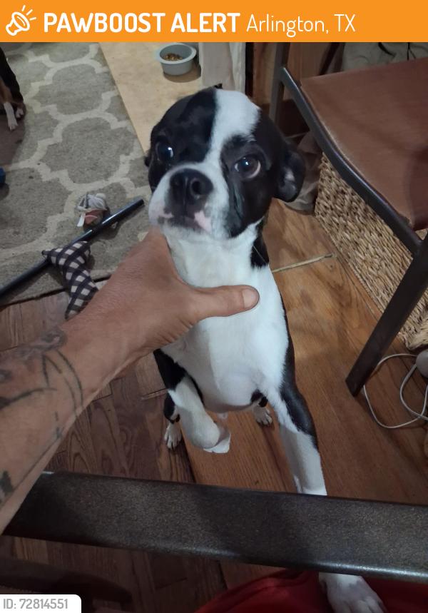 Found/Stray Male Dog last seen Abrams and 360, Arlington, TX 76010