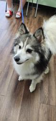 Found/Stray Female Dog last seen Grayhawk Blvd and Eldorado Pkwy, Frisco, TX 75033