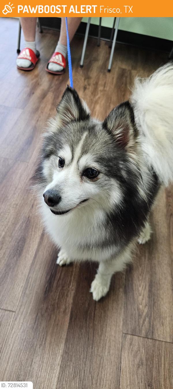 Found/Stray Female Dog last seen Grayhawk Blvd and Eldorado Pkwy, Frisco, TX 75033