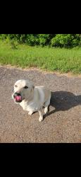Found/Stray Male Dog last seen Near Dixie Shreveport rd, Shreveport, LA 71107
