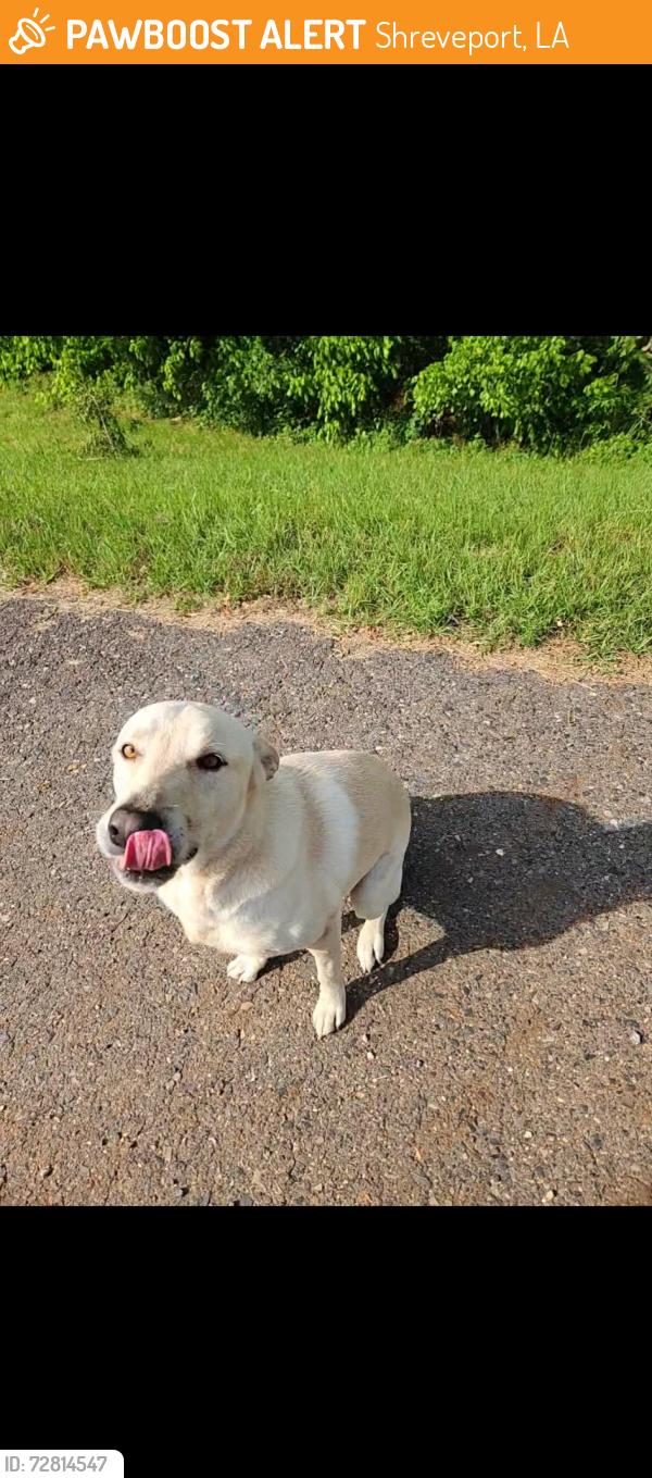 Found/Stray Male Dog last seen Near Dixie Shreveport rd, Shreveport, LA 71107