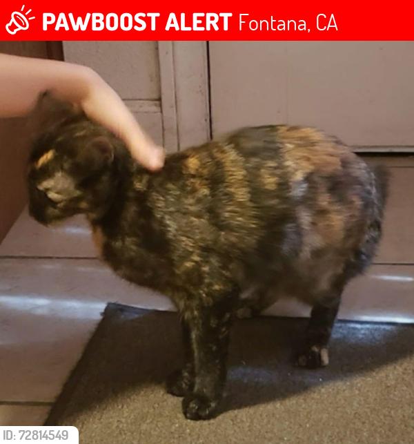 Lost Female Cat last seen outside, Fontana, CA 92336