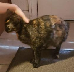 Lost Female Cat last seen outside, Fontana, CA 92336