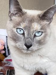 Lost Female Cat last seen Checkers dr/ Alum rock/ McKee rd, San Jose, CA 95116