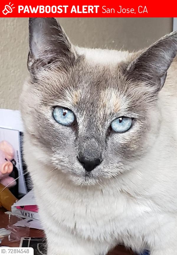 Lost Female Cat last seen Checkers dr/ Alum rock/ McKee rd, San Jose, CA 95116