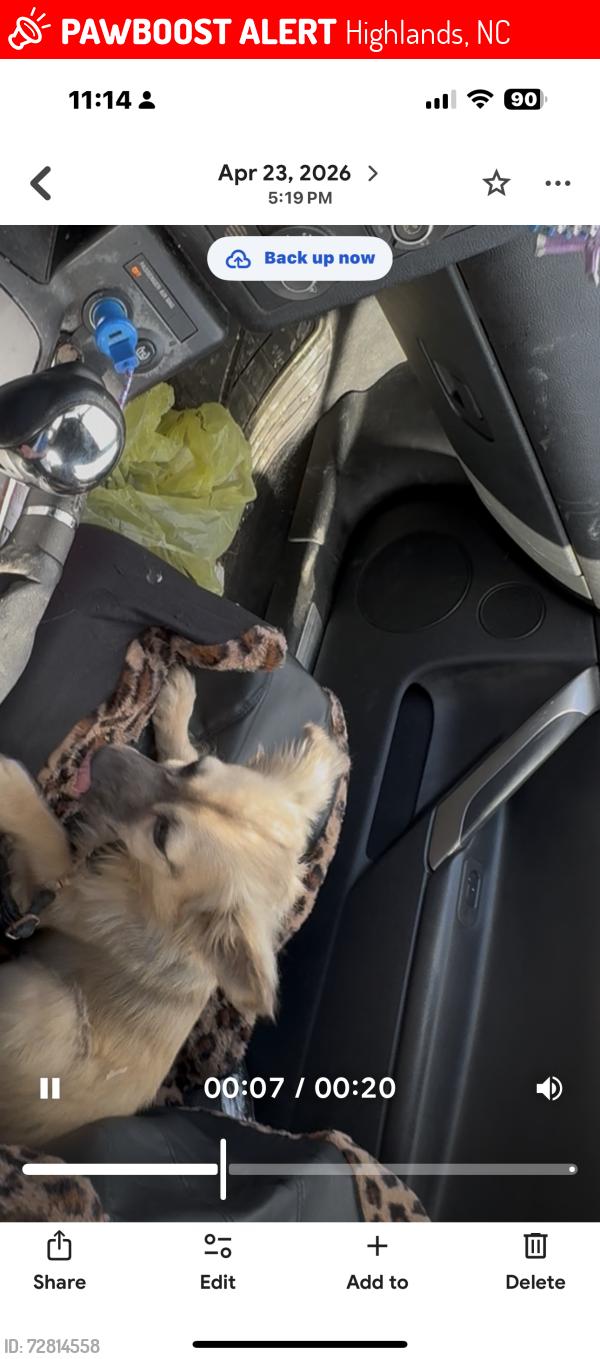 Lost Female Dog last seen S main highlandd, Highlands, NC 28741