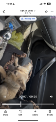 Lost Female Dog last seen S main highlandd, Highlands, NC 28741