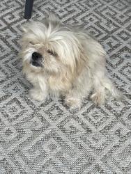 Found/Stray Male Dog last seen Autumnwood and Hardin store rd , Magnolia, TX 77354