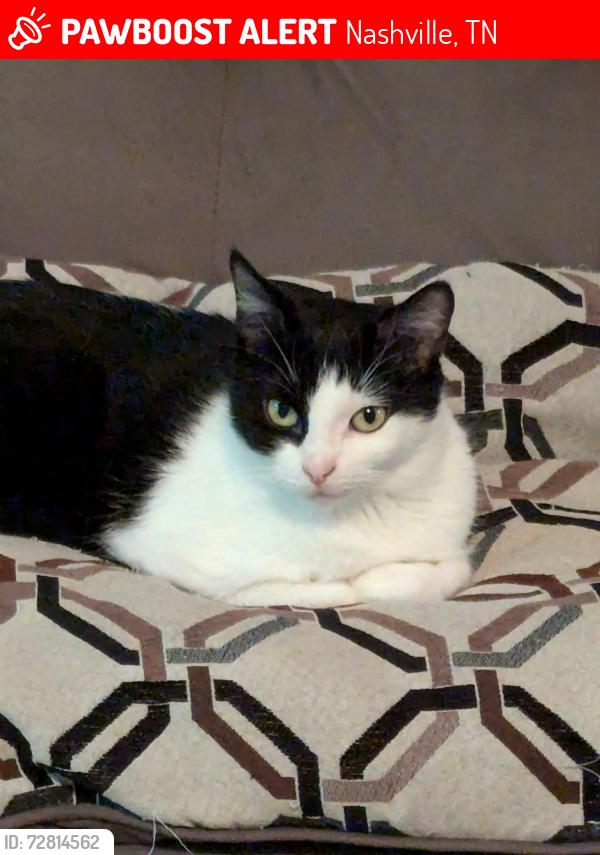 Lost Female Cat last seen Enoch, Nashville, TN 37211