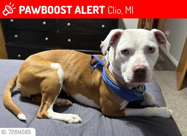 Lost Female Dog last seen Wilson and Clio Rd, Clio, MI 48420