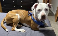 Lost Female Dog last seen Wilson and Clio Rd, Clio, MI 48420