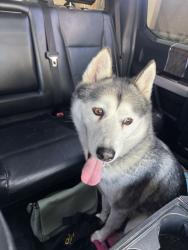Found/Stray Female Dog last seen Near Dewey AveRiverside, CA  92506United States, Riverside, CA 92506