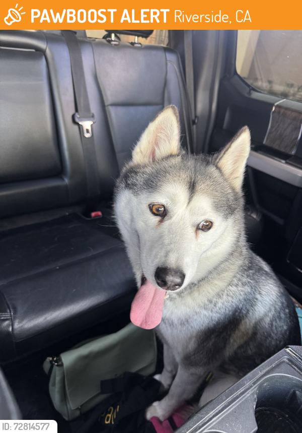 Found/Stray Female Dog last seen Near Dewey AveRiverside, CA  92506United States, Riverside, CA 92506