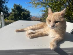 Lost Male Cat last seen Summit View Terrace and Winding Vista Common, Fremont, CA 94539