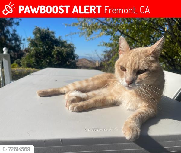 Lost Male Cat last seen Summit View Terrace and Winding Vista Common, Fremont, CA 94539