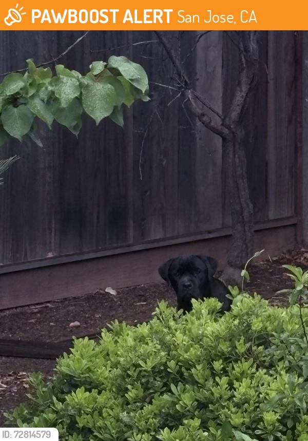 Found/Stray Male Dog last seen Louvre and Cortona, San Jose, CA 95135