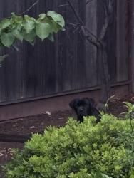 Found/Stray Male Dog last seen Louvre and Cortona , San Jose, CA 95135