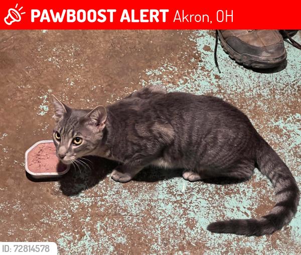Lost Male Cat last seen Walgreens in canton rd, Akron, OH 44312