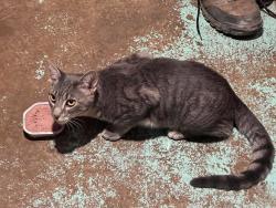 Lost Male Cat last seen Walgreens in canton rd, Akron, OH 44312