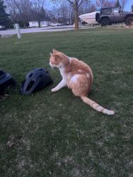 Found/Stray Male Cat last seen Finger Rd and Fairway Ln, Green Bay, WI 54311