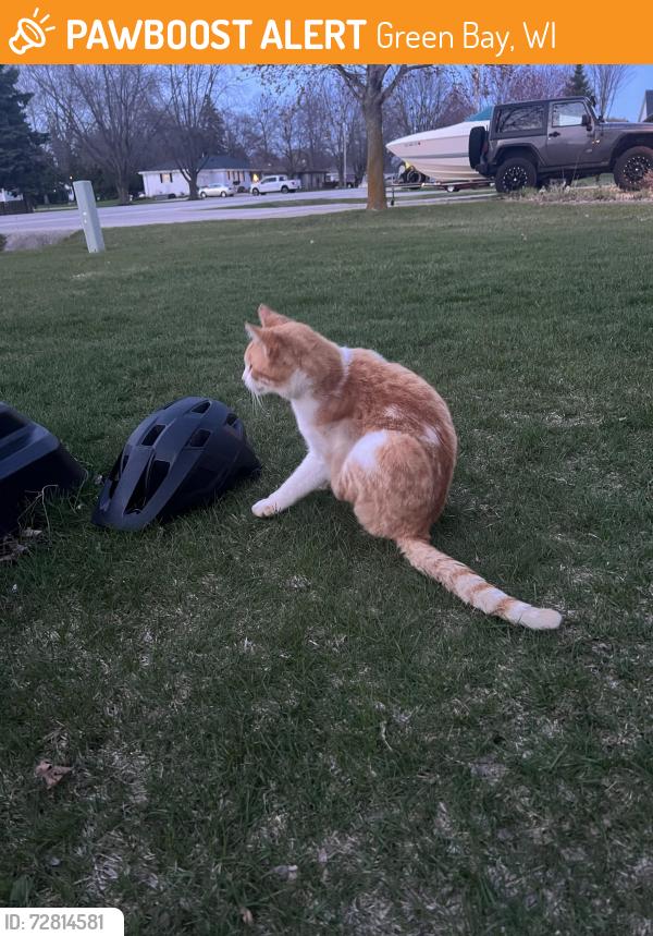 Found/Stray Male Cat last seen Finger Rd and Fairway Ln, Green Bay, WI 54311