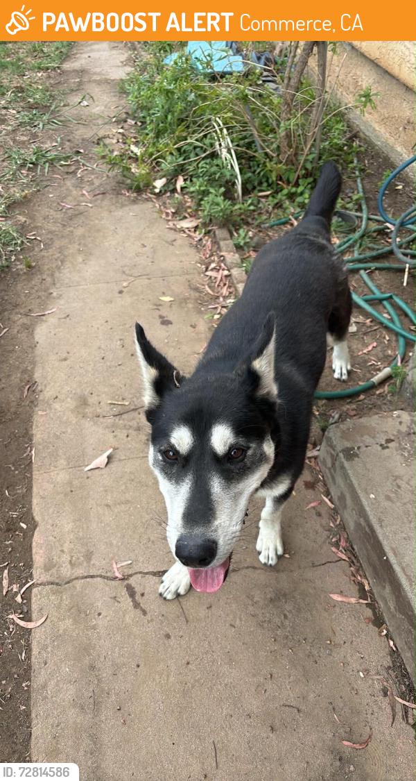 Found/Stray Male Dog last seen Slauson, Commerce, CA 90040