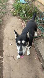 Found/Stray Male Dog last seen Slauson, Commerce, CA 90040