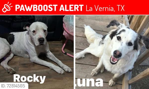 Lost Male Dog last seen González Ln & 87, La Vernia, TX 78121
