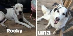 Lost Male Dog last seen González Ln & 87, La Vernia, TX 78121