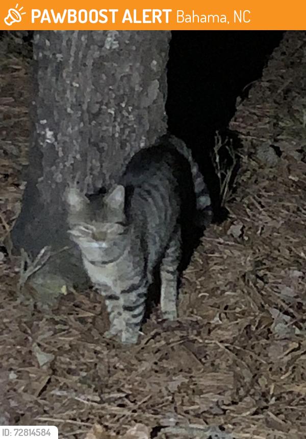 Found/Stray Unknown Cat last seen Bahama rd and  Altdorf , Bahama, NC 27503